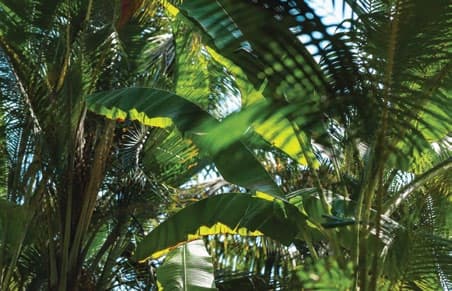 Dense tropical understorey