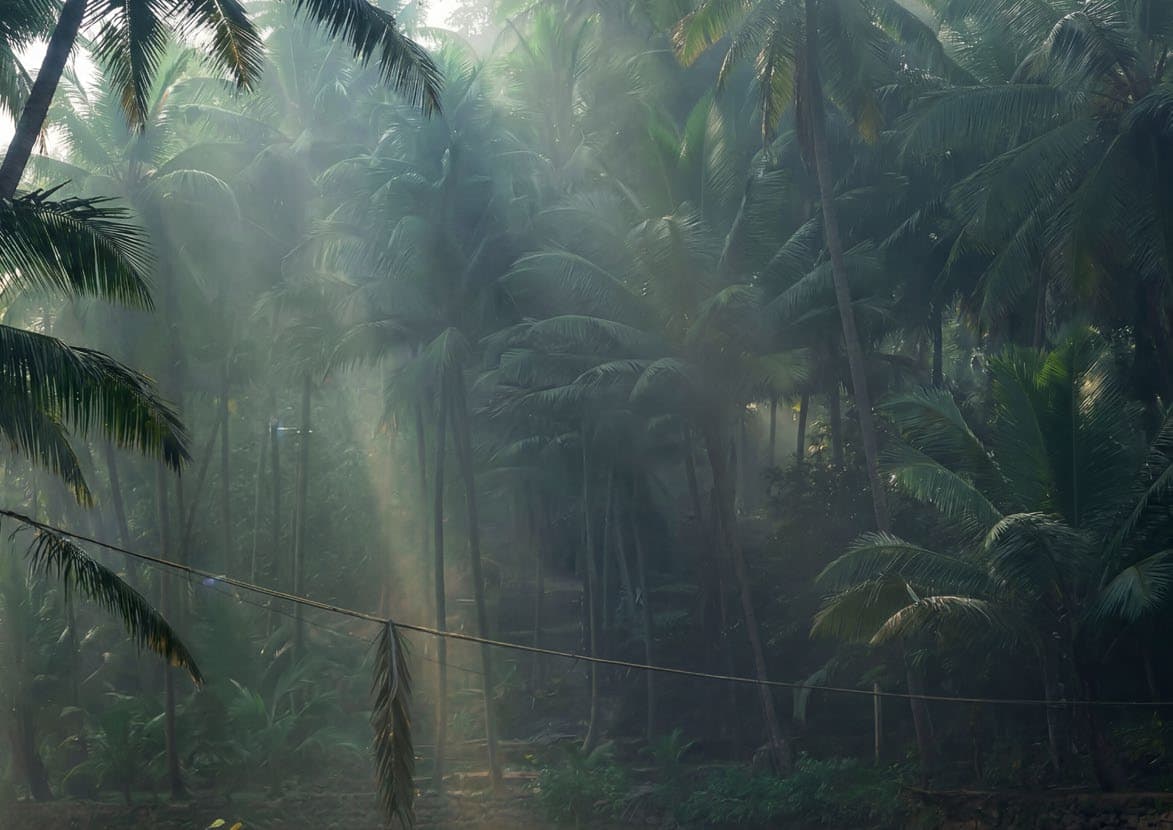 Morning light filtering through the palm grove at Sukoon